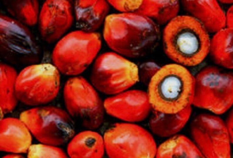 Noix de Palme Rouge Fraîche