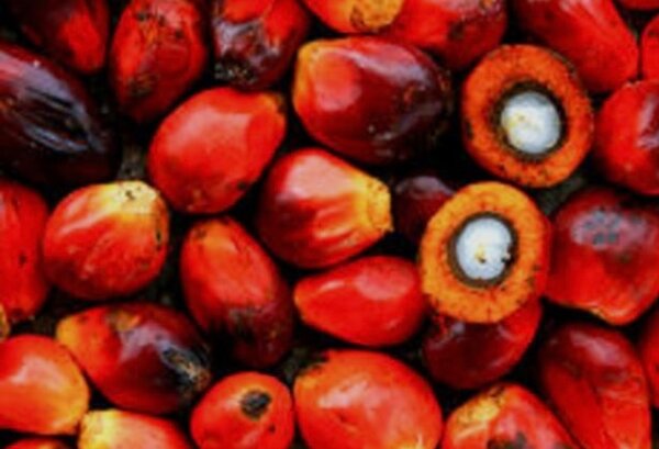 Noix de Palme Rouge Fraîche