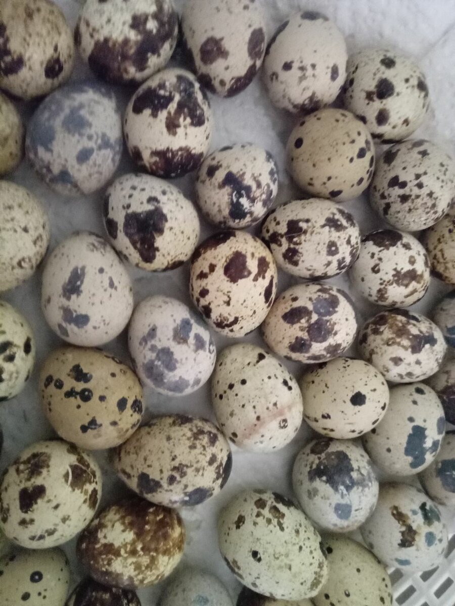 Quail Eggs