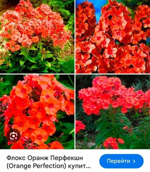 Флоксы метельчатые