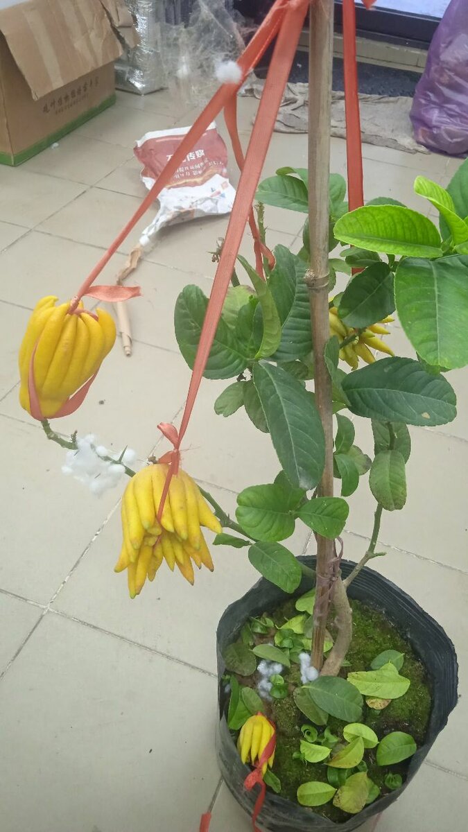 Лимон  Будды