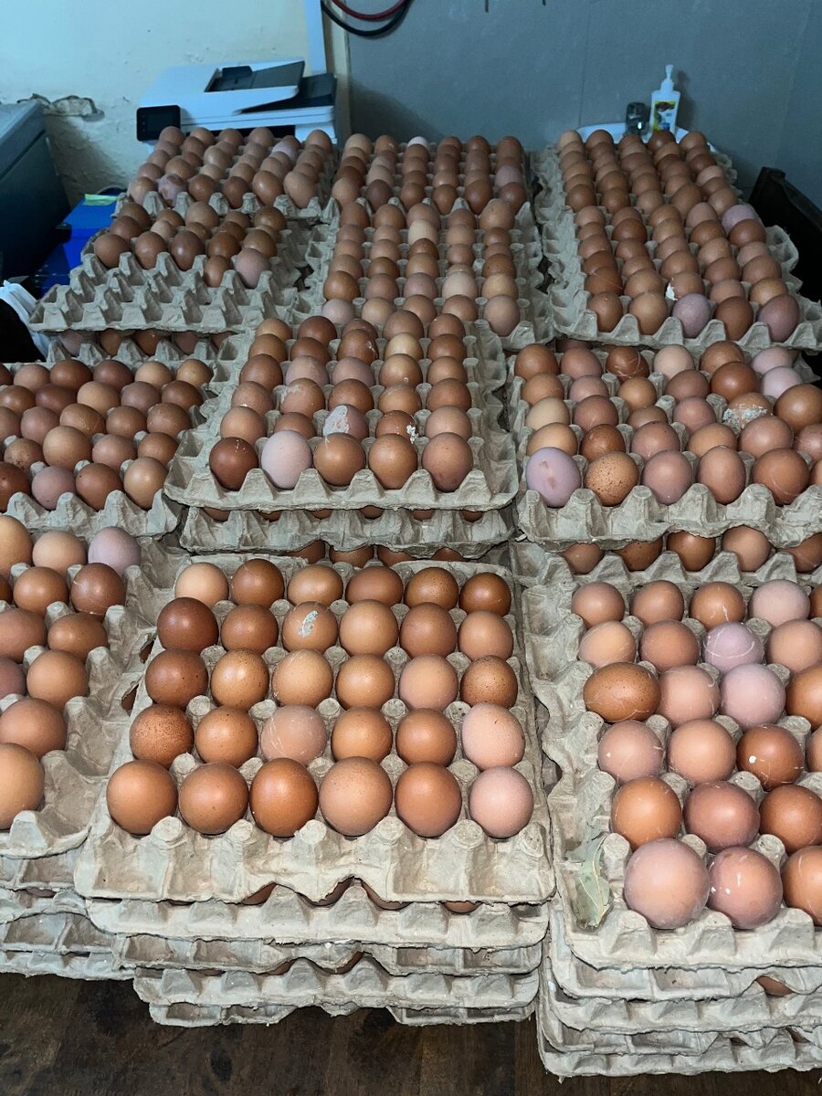 Tray of Eggs