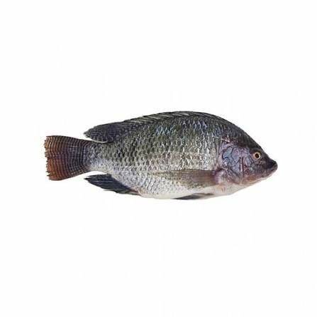 Tilapia 500/800g 10kg