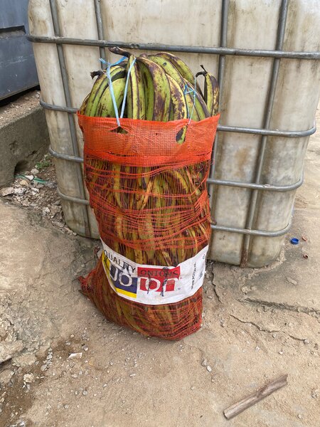 Bananes Plantains Fraîches