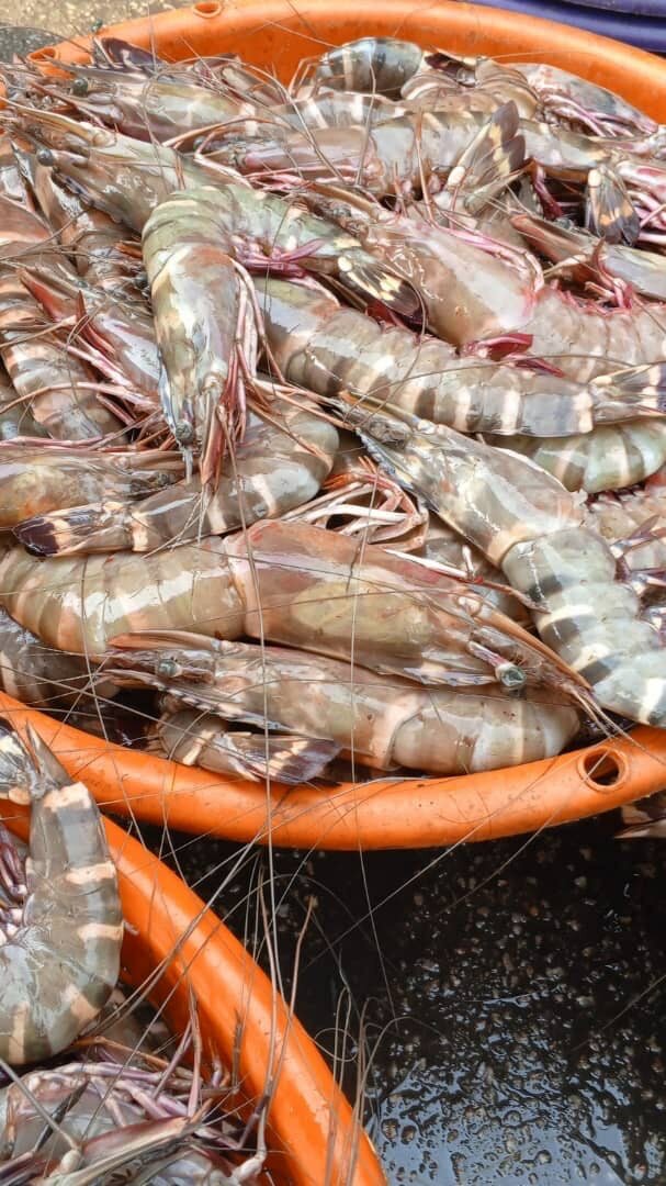 Gambas tigre  les gros le kilo
