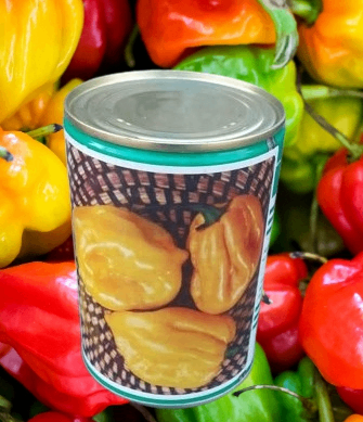 Semence de Piment Big Sun