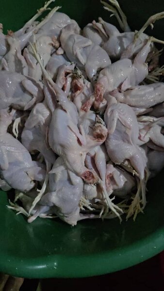 Caille fraîche par lot de 5