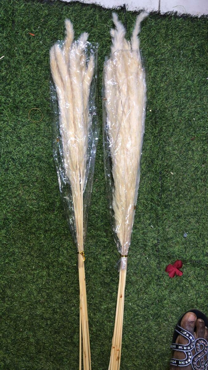 Pampas séchées décoratives