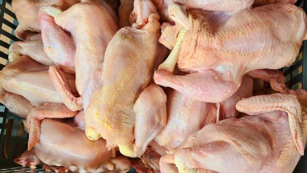 Poulets de chair local