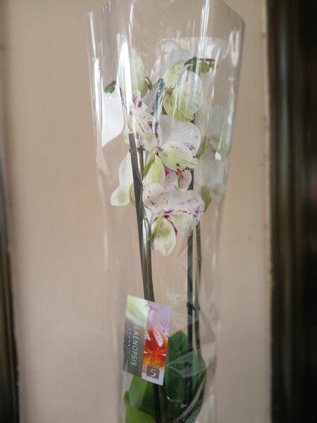 Phalaenopsis Orchids