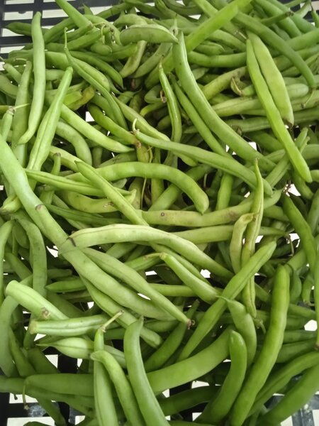 Haricots verts frais bio