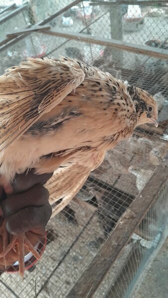 Cailles frais, mort ou vif