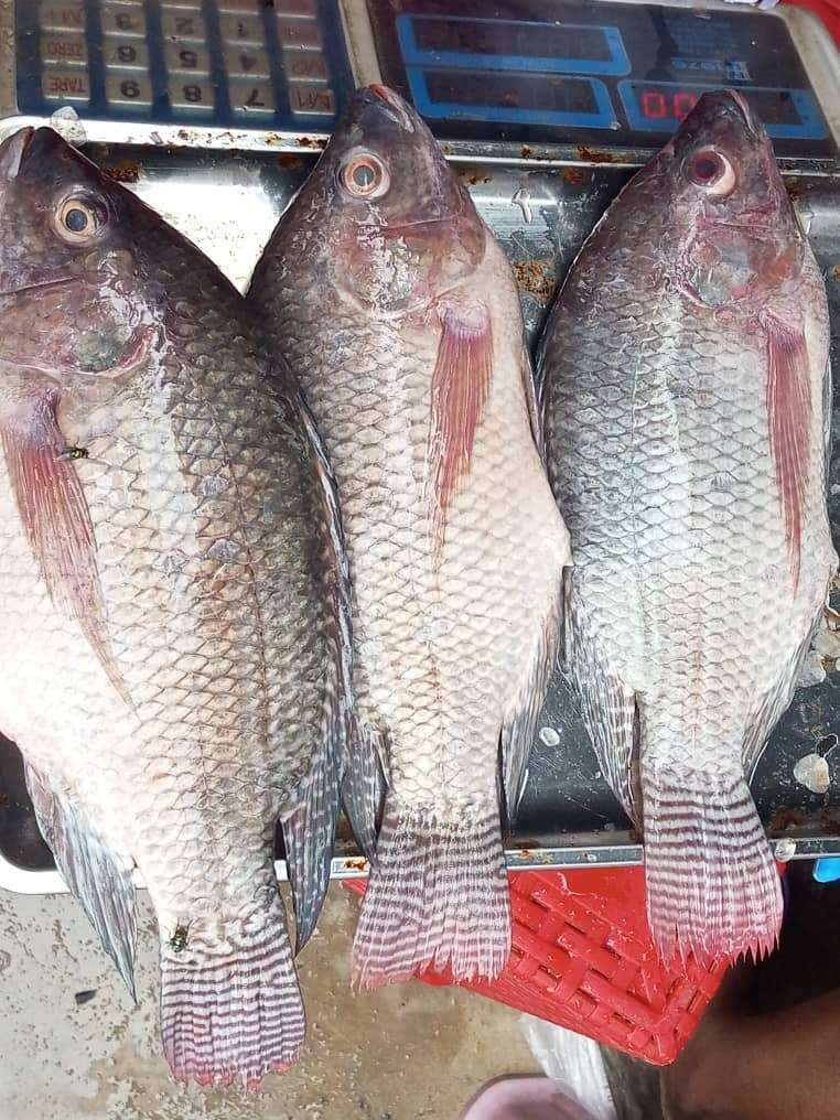Tilapia fraîche de qualité