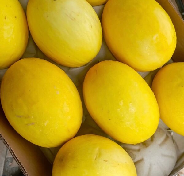 Melons frais sucrés