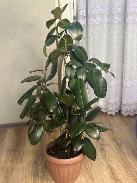 Фикус «Черный принц»