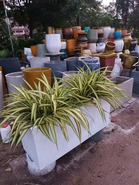 Plants Flower Pots and Fertilizers for Sale