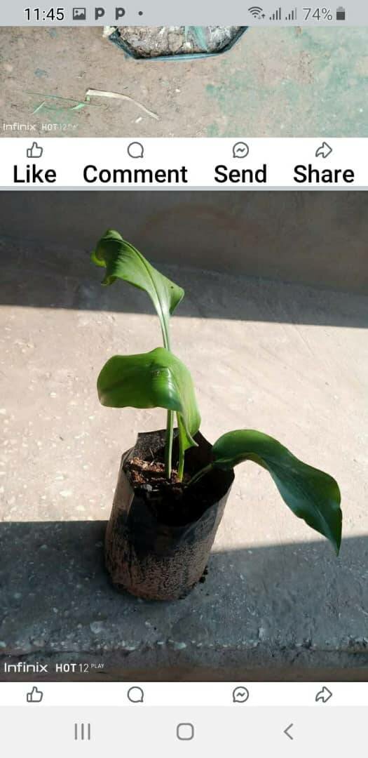 plantes vertes d'intérieur