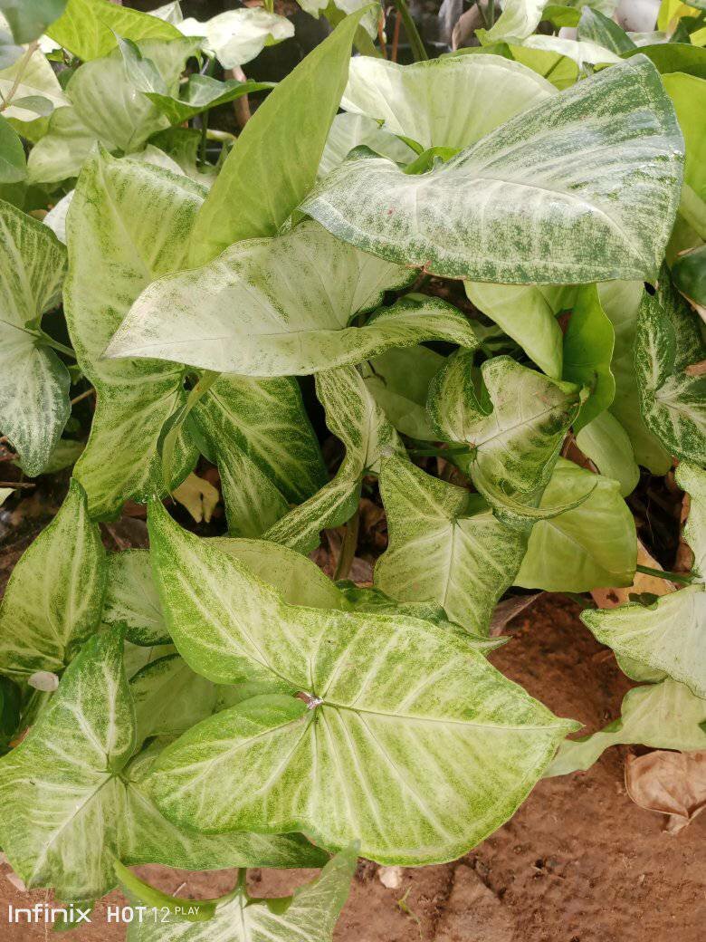 plantes vertes d'intérieur