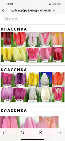 Отборные Голландские Тюльпаны