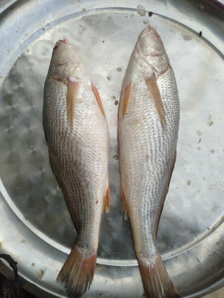 Poissons frais délicieux