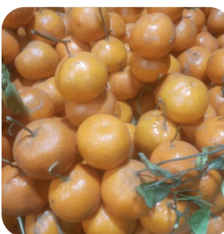Orange 12 pcs