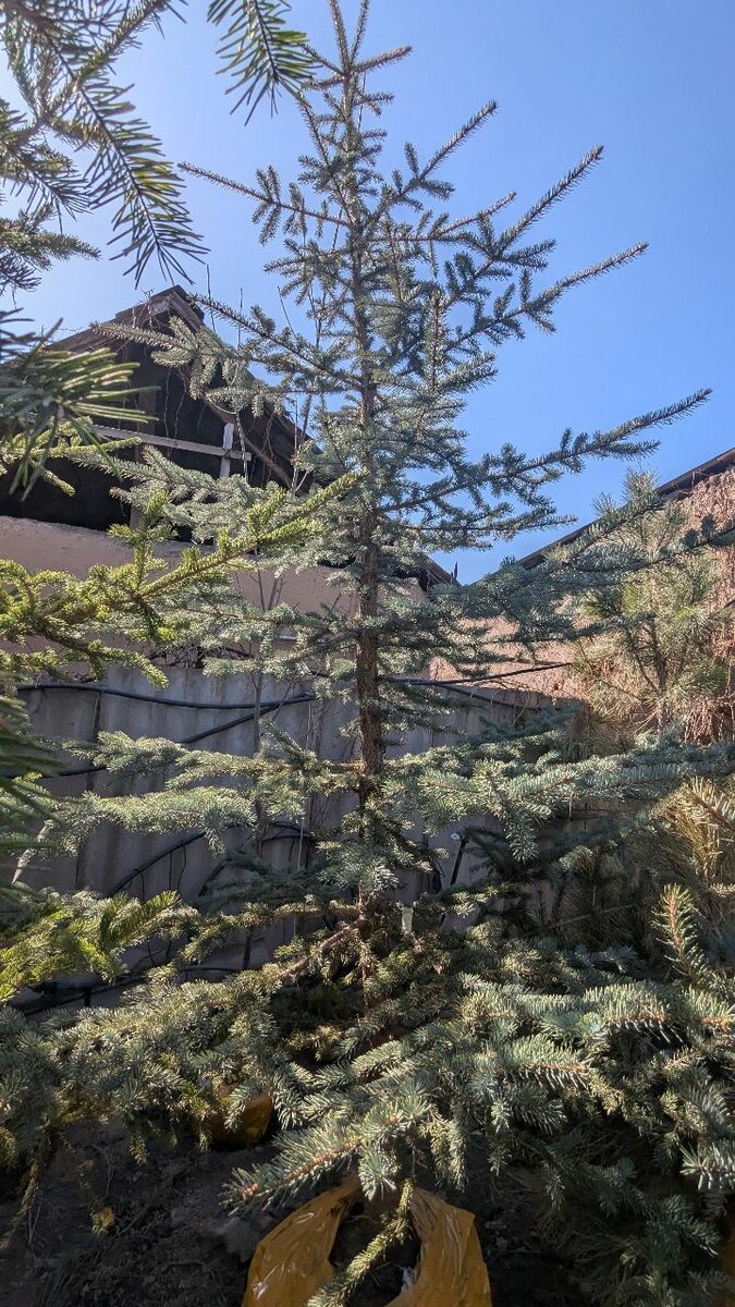 Ель Голубая колючая