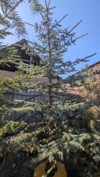 Ель Голубая колючая