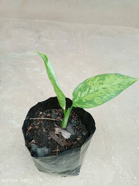 plantes vertes d'intérieur