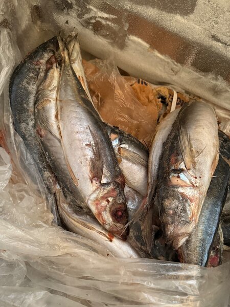 Poissons maquereau de qualité