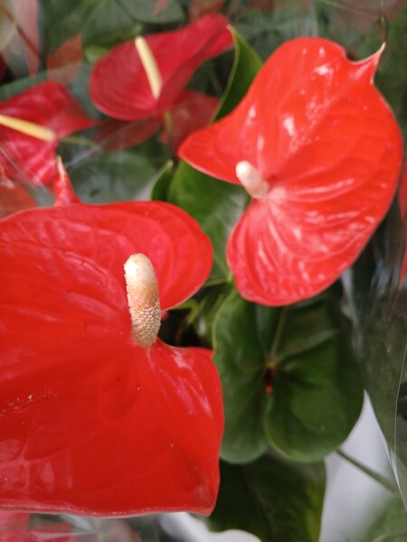 Anthurium