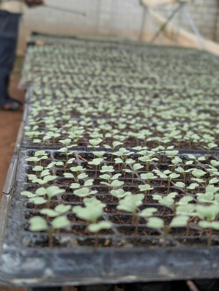 Horticulture veg seedlings