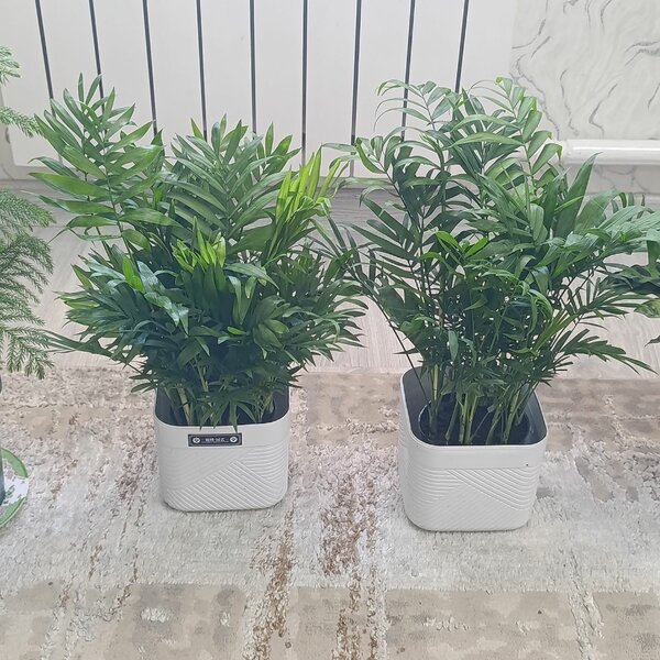 Калатея и хамидария