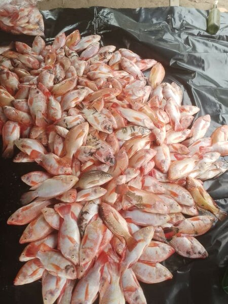 Carpe rouge 20Kg