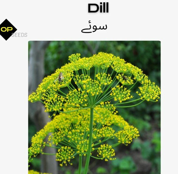 Dill / سوئے