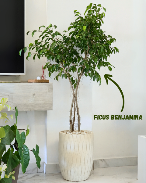 Ficus Benjamina Plante Verte