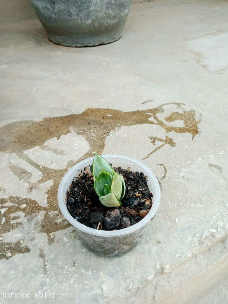 plantes vertes d'intérieur