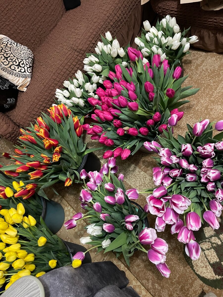 Луковицы голландских тюльпанов