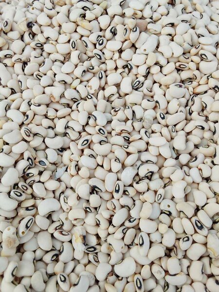 Haricots blancs gros et petit