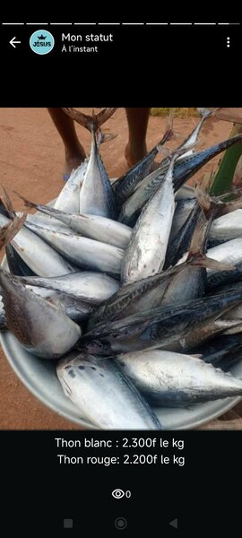 Thon Frais de Qualité