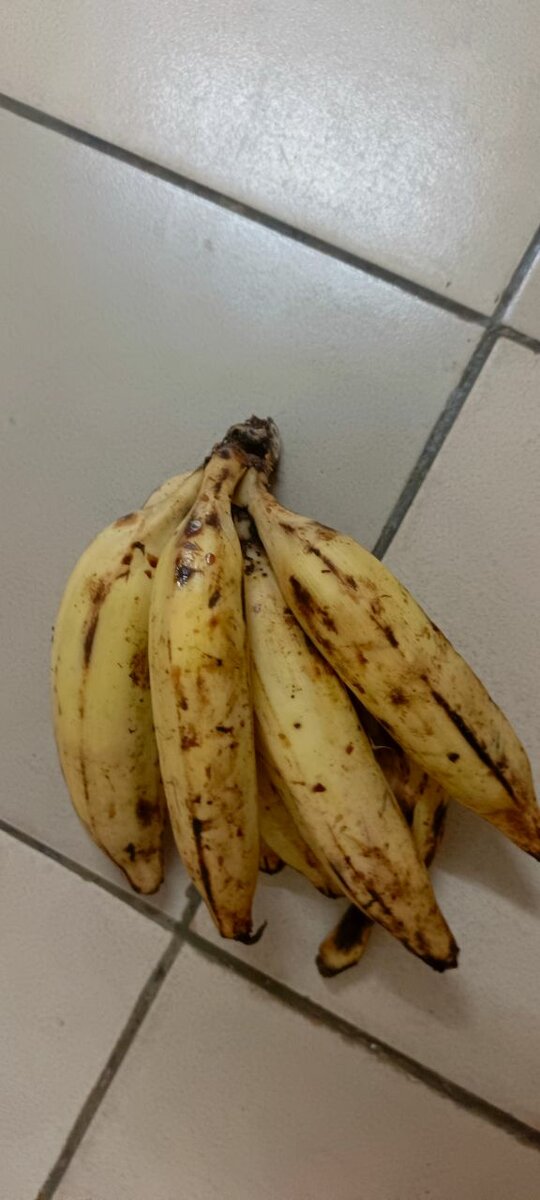 Banane plantain fraîches