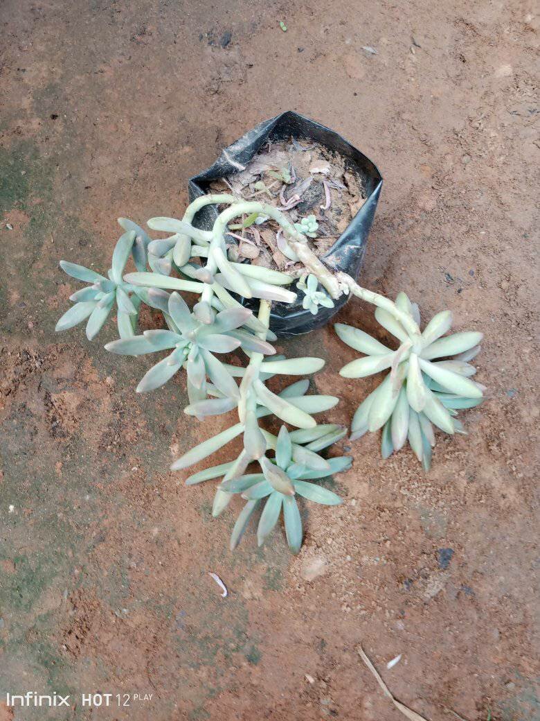 plantes vertes d'intérieur