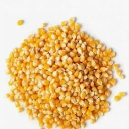 Grains de maïs frais