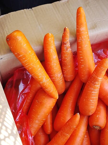 Box of Carrot