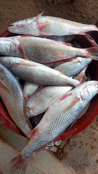 Poissons frais de qualité