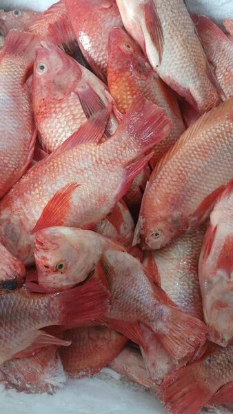 Poisson carpes Rouge Frais