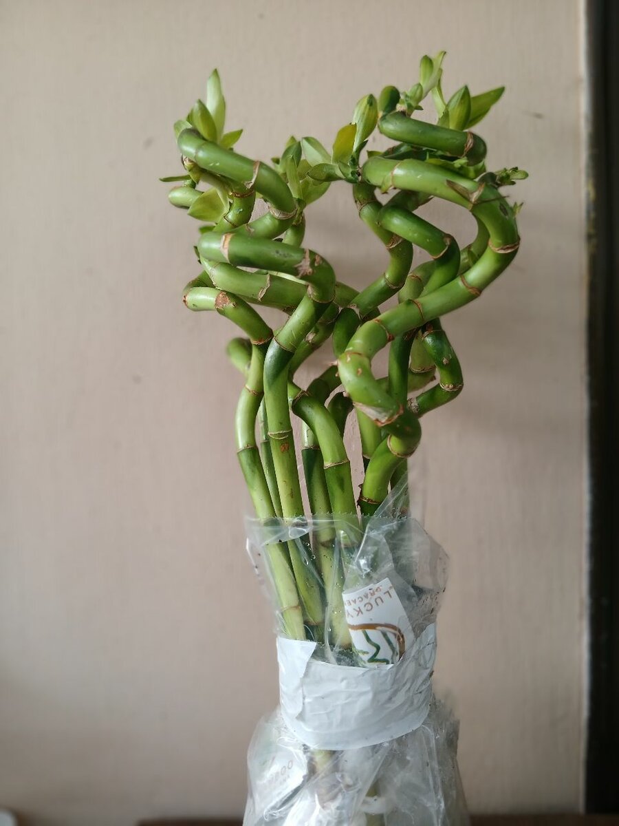 Lucky Bamboo