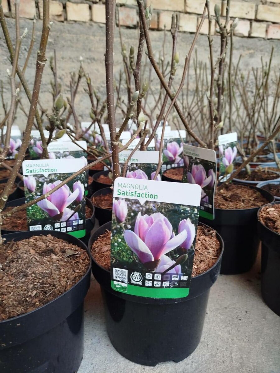 Магнолия