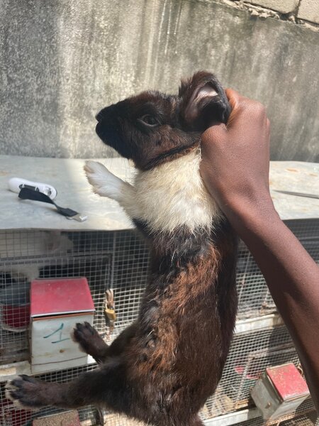 Lapins de ferme variés
