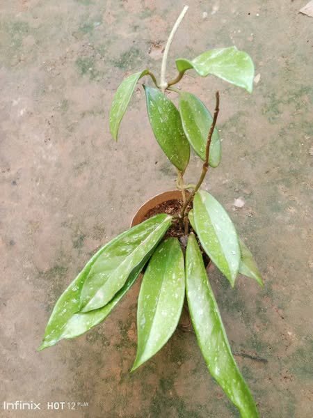 plantes vertes d'intérieur