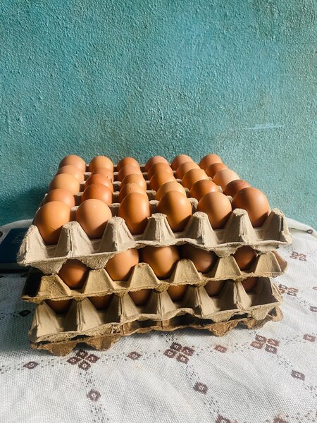 Œufs frais en carton